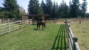 Several Large Paddock Areas